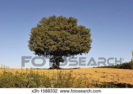 isolated oak tree in the countryside around Auch, Gers department, Midi-Pyrenees, southwest of France, Europe View Large Photo Image Stock Image - isolated oak tree in the countryside around Auch, Gers department, Midi-Pyrenees, southwest of France, Europe. Fotosearch