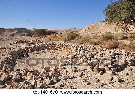 Israel, Arava Desert, a lone Acacia tree View Large Photo Image Stock Image - Israel, Arava Desert, a lone Acacia tree. Fotosearch