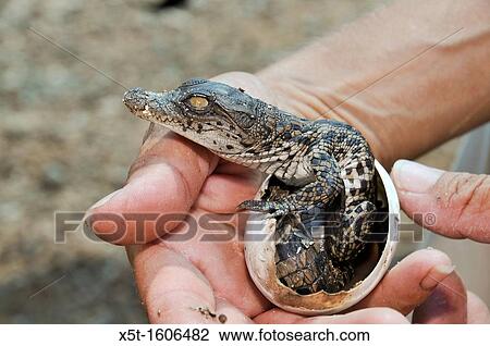 Israel, Aravah, Crocodile and alligator breeding farm Crocodile hatching View Large Photo Image Stock Image - Israel, Aravah, Crocodile and alligator breeding farm Crocodile hatching. Fotosearch