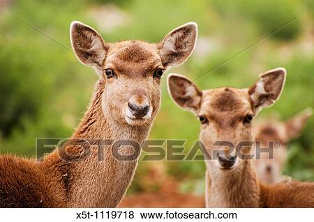 Israel, Carmel Mountains, Persian Fallow Deer Dama dama Mesopotamica View Large Photo Image Stock Photo - Israel, Carmel Mountains, Persian Fallow Deer Dama dama Mesopotamica. Fotosearch