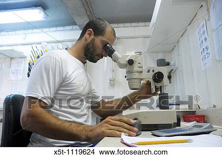 Picture - Israel, Coastal Plains, Kibbutz Maagan Michael Checking the fertility of the fish in a laboratory by inspecting the semen under a microscope Model Release available. Fotosearch