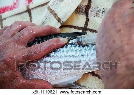 Stock Image - Israel, Coastal Plains, Kibbutz Maagan Michael, Injecting a tracking device into a Mullet fish of the breeding school The device is then used to control and monitor the treatment. Fotosearch