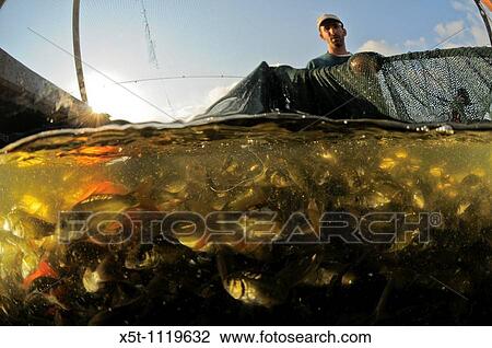 Israel, Coastal Plains, Kibbutz Maagan Michael, harvesting Carp Cyprinidae caught in the net before sorting View Large Photo Image Stock Image - Israel, Coastal Plains, Kibbutz Maagan Michael, harvesting Carp Cyprinidae caught in the net before sorting. Fotosearch