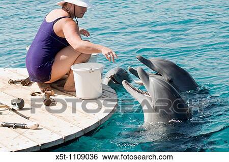 Stock Photograph - Israel, Eilat, Dolphin Reef Beach, Common Bottlenose Dolphin Tursiops truncatus trainer feeding the dolphins. Fotosearch