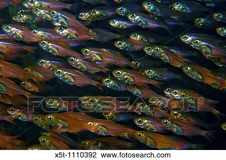 Israel, Eilat, Red Sea, - Underwater photograph of a school of Red Sea dwarf sweeper Parapriacanthus guentheri View Large Photo Image Stock Image - Israel, Eilat, Red Sea, - Underwater photograph of a school of Red Sea dwarf sweeper Parapriacanthus guentheri. Fotosearch