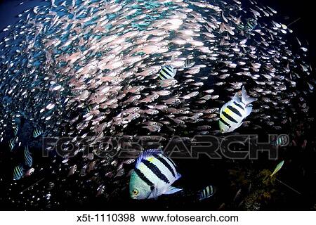 Israel, Eilat, Red Sea, - Underwater photograph of a Coral reef fish View Large Photo Image Stock Photo - Israel, Eilat, Red Sea, - Underwater photograph of a Coral reef fish. Fotosearch