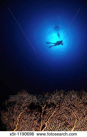 Israel, Eilat, Red Sea, - Underwater photograph of a diver swimming above an Anella Alcyonacea soft corals coral View Large Photo Image Stock Photo - Israel, Eilat, Red Sea, - Underwater photograph of a diver swimming above an Anella Alcyonacea soft corals coral. Fotosearch