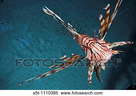 Israel, Eilat, Red Sea, - Underwater photograph of a radial Lionfish Pterois radiata close up of the head and face View Large Photo Image Stock Photography - Israel, Eilat, Red Sea, - Underwater photograph of a radial Lionfish Pterois radiata close up of the head and face. Fotosearch