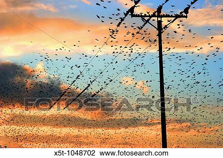 Stock Image - Israel, Galilee a flock of birds at sunset. Fotosearch