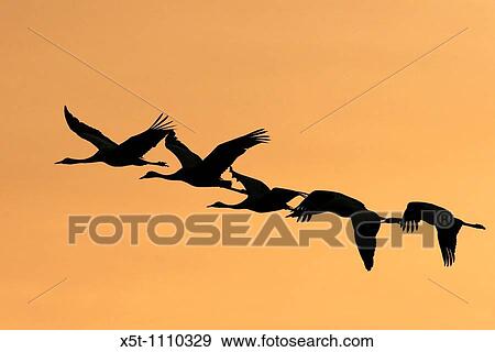 Israel, Hula Valley, silhouette of five Grey Cranes Grus grus flying at sunset winter February 2008 View Large Photo Image Stock Photo - Israel, Hula Valley, silhouette of five Grey Cranes Grus grus flying at sunset winter February 2008. Fotosearch