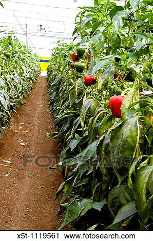 Israel, Jordan Valley, Doshan Farm, Organic Bell Peppers Capsicum annuum in a greenhouse The ripe fruit on a bush View Large Photo Image Stock Image - Israel, Jordan Valley, Doshan Farm, Organic Bell Peppers Capsicum annuum in a greenhouse The ripe fruit on a bush. Fotosearch