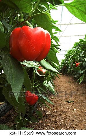 Israel, Jordan Valley, Doshan Farm, Organic Bell Peppers Capsicum annuum in a greenhouse Close up of the ripe fruit on a bush View Large Photo Image Stock Photo - Israel, Jordan Valley, Doshan Farm, Organic Bell Peppers Capsicum annuum in a greenhouse Close up of the ripe fruit on a bush. Fotosearch
