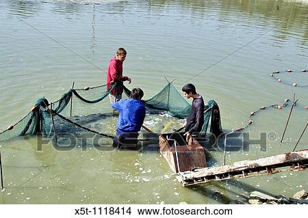Israel Jordan Valley, Kibbutz Afikim fishery Removing the young carp to be transferred to the larger growing pools View Large Photo Image Picture - Israel Jordan Valley, Kibbutz Afikim fishery Removing the young carp to be transferred to the larger growing pools. Fotosearch