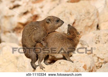 Israel, Judean Desert, Rock Hyrax, Procavia capensis mating View Large Photo Image Picture - Israel, Judean Desert, Rock Hyrax, Procavia capensis mating. Fotosearch