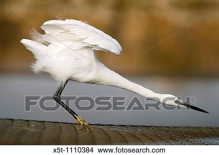 Israel, Maagan Michael Fish ponds, Little Egret, Egretta garzetta View Large Photo Image Picture - Israel, Maagan Michael Fish ponds, Little Egret, Egretta garzetta. Fotosearch