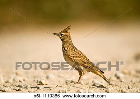 Israel, Maagan Michael Fish ponds, Crested Lark, Galerida cristata View Large Photo Image Stock Photograph - Israel, Maagan Michael Fish ponds, Crested Lark, Galerida cristata. Fotosearch