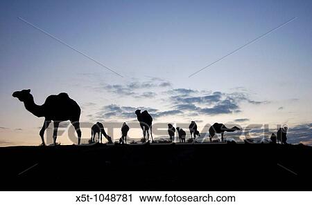 Israel, Negev desert, A silhouette of a herd of camels at dusk View Large Photo Image Stock Image - Israel, Negev desert, A silhouette of a herd of camels at dusk. Fotosearch