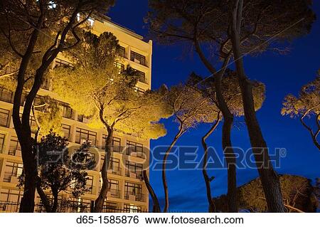 Stock Photograph - Israel, North Coast, Haifa, Carmel Center, trees and night sky above Bahai Gardens, evening. Fotosearch