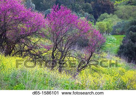 Stock Image - Israel, Upper Galilee, Metula, fruit trees by frontier with Lebanon, early spring. Fotosearch