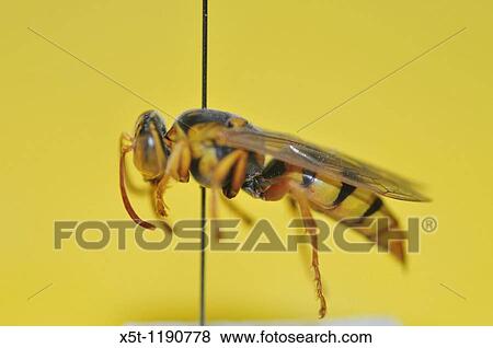 Israeli Wild Bee collection of different species - bees collected in Israel single specimen View Large Photo Image Stock Photo - Israeli Wild Bee collection of different species - bees collected in Israel single specimen. Fotosearch