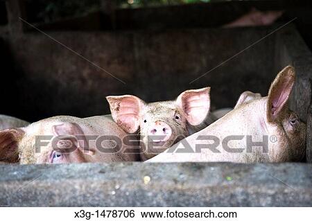 Stock Photograph - It is comon to see families living, and children playing on dangerously unsanitary illegal trash dumps on the resort island of Bali, Indonesia Illness is reampant and life expectance is very low in these conditions. Fotosearch