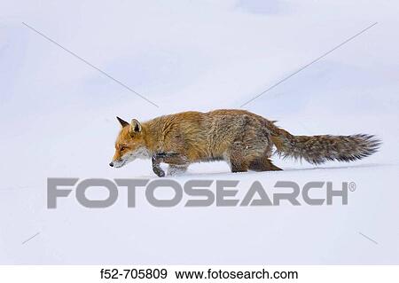 Stock Photo - Italia. Alpes. Valle de Aosta. National Park of Gran Paradiso. Fox.. Fotosearch