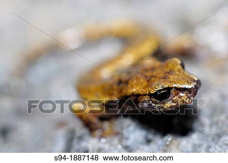Stock Photo - Italian cave salamander Speleomantes italicus in a shelter in the Apuan Alps, near Levigliani, Lucca, Tuscany, Italy. Fotosearch