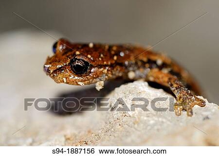 Stock Photograph - Italian cave salamander Speleomantes italicus in a cave near Anchiano, Lucca, Tuscany, Italy. Fotosearch