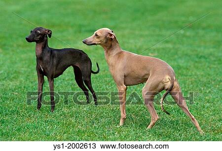 Italian Greyhound, Dog standing on Lawn. View Large Photo Image Stock Image - Italian Greyhound, Dog standing on Lawn.. Fotosearch
