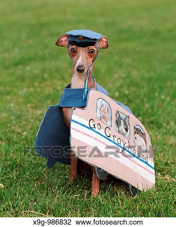 Italian Greyhound in a greyhound bus costume View Large Photo Image Stock Image - Italian Greyhound in a greyhound bus costume. Fotosearch