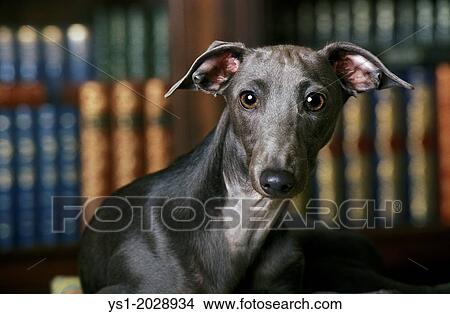 Italian Greyhound Near Books. View Large Photo Image Picture - Italian Greyhound Near Books.. Fotosearch