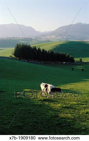 Stock Image - italian Italy Dairy cow in rolling green pastures. Fotosearch