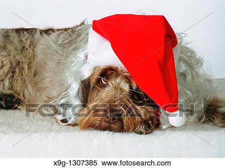 Italian Spinone wearing a Santa Claus hat and glasses View Large Photo Image Stock Photography - Italian Spinone wearing a Santa Claus hat and glasses. Fotosearch