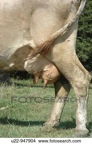 italian (Vicenza, Italy), detail of a cow pasturing in the hills near the town View Large Photo Image Picture - italian (Vicenza, Italy), detail of a cow pasturing in the hills near the town. Fotosearch