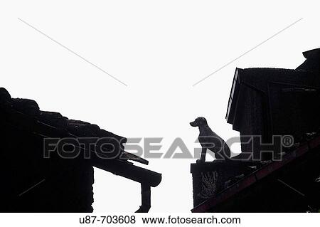 Stock Photo - Italy, Dog stone statue on Roof. Fotosearch