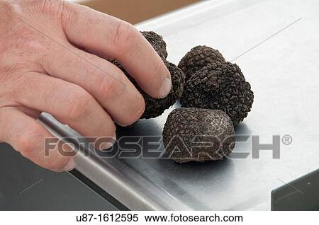 Stock Photography - Italy, Emilia Romagna, Bobbio, Black Truffels, Tuber Uncinatum. Fotosearch