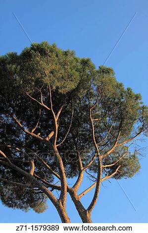 Italy, Lazio, Rome, mediterranean pine tree, View Large Photo Image Stock Photo - Italy, Lazio, Rome, mediterranean pine tree,. Fotosearch