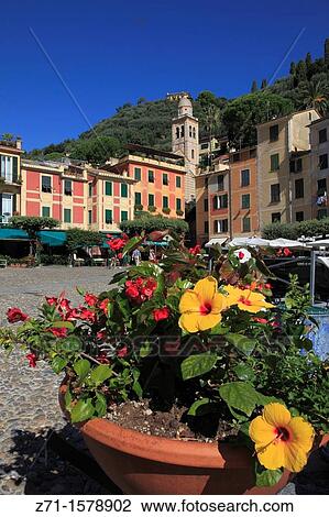 Italy, Liguria, Portofino, street scene, flowers, architecture. View Large Photo Image Stock Image - Italy, Liguria, Portofino, street scene, flowers, architecture.. Fotosearch