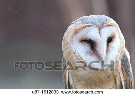 Stock Image - Italy, Lombardy, Barn owl, Tyto Alba, in Captive. Fotosearch