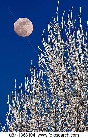 Picture - Italy, Lombardy, Frozen Tree. Fotosearch