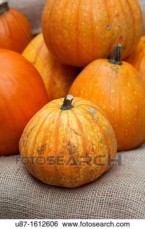 Italy, Lombardy, Orange Pumpkin View Large Photo Image Stock Photograph - Italy, Lombardy, Orange Pumpkin. Fotosearch
