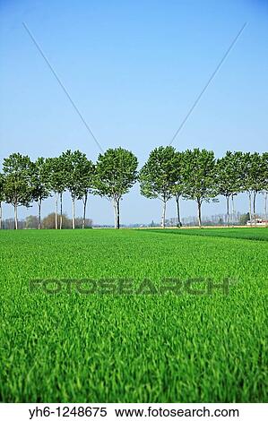 Italy, Lombardy, trees View Large Photo Image Stock Photography - Italy, Lombardy, trees. Fotosearch