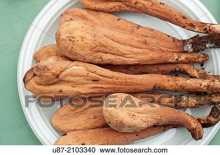 Italy, Mushrooms, Clavariaceae, Clavariadelphus Pistillaris. View Large Photo Image Stock Image - Italy, Mushrooms, Clavariaceae, Clavariadelphus Pistillaris.. Fotosearch