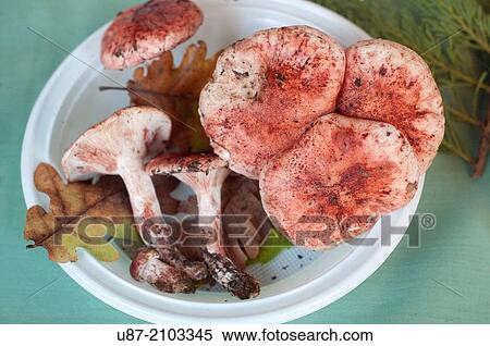 Italy, Mushrooms, Hygrophorus Russula. View Large Photo Image Stock Photography - Italy, Mushrooms, Hygrophorus Russula.. Fotosearch