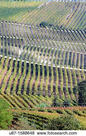Italy, Piedmont, Langhe Region, Vineyard Barolo Area View Large Photo Image Stock Photo - Italy, Piedmont, Langhe Region, Vineyard Barolo Area. Fotosearch