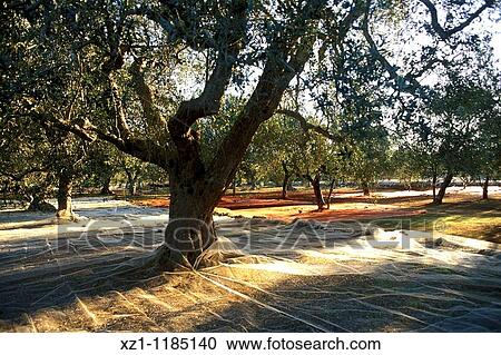 Italy, South, Puglia region, olive grove, nets View Large Photo Image Stock Image - Italy, South, Puglia region, olive grove, nets. Fotosearch