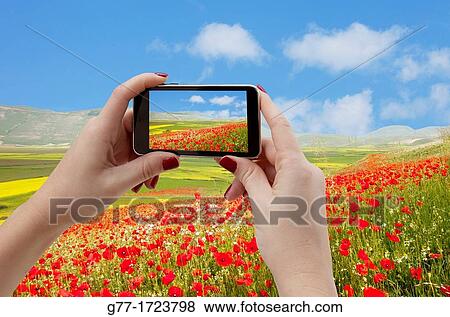 Italy. Umbria. Norcia. Highland of Castelluccio di Norcia. Taking pictures of a poppy field with Smartphone View Large Photo Image Stock Photo - Italy. Umbria. Norcia. Highland of Castelluccio di Norcia. Taking pictures of a poppy field with Smartphone. Fotosearch