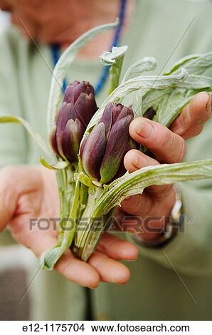 Italy, Venice, Laguna, Islands, castraure, artichokes of Sant Erasmo, producers ivana zanella, ampelio zanella. View Large Photo Image Picture - Italy, Venice, Laguna, Islands, castraure, artichokes of Sant Erasmo, producers ivana zanella, ampelio zanella.. Fotosearch