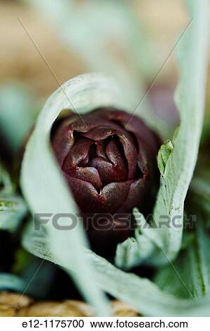 Italy, Venice, Laguna, Islands, castraure, artichokes of Sant Erasmo. View Large Photo Image Stock Image - Italy, Venice, Laguna, Islands, castraure, artichokes of Sant Erasmo.. Fotosearch