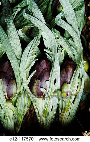 Italy, Venice, Laguna, Islands, castraure, artichokes of Sant Erasmo. View Large Photo Image Stock Image - Italy, Venice, Laguna, Islands, castraure, artichokes of Sant Erasmo.. Fotosearch